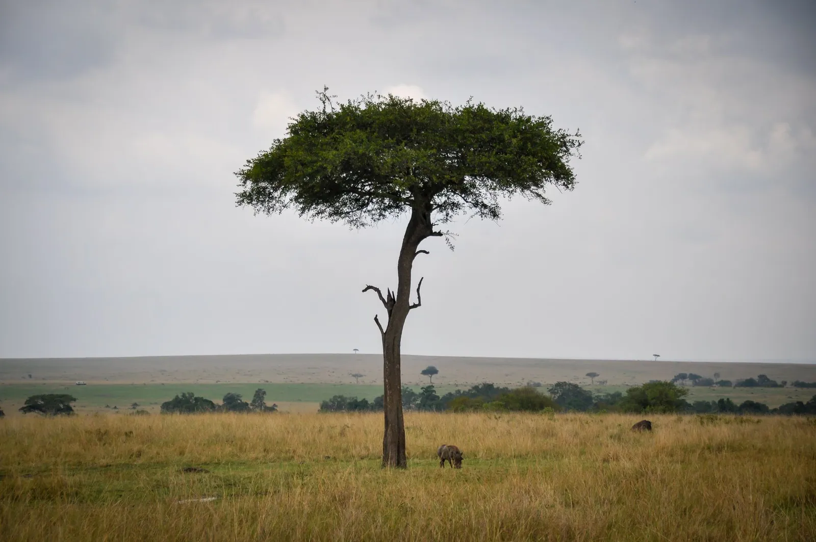Acacia Senegal vs Acacia Seyal: Which Gum Arabic Does Your Formulation Need?